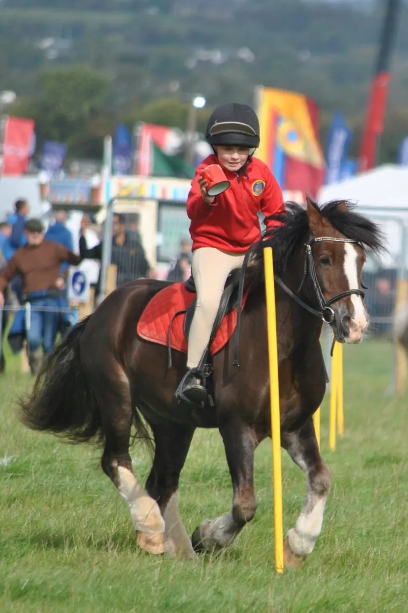 🌟12.1hh| 7 Year Old Gelding | Pony Club Pony - Image 2