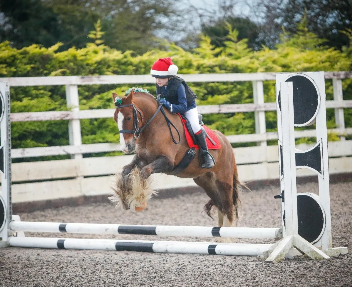 🌟12.1hh| 7 Year Old Gelding | Pony Club Pony - Image 3