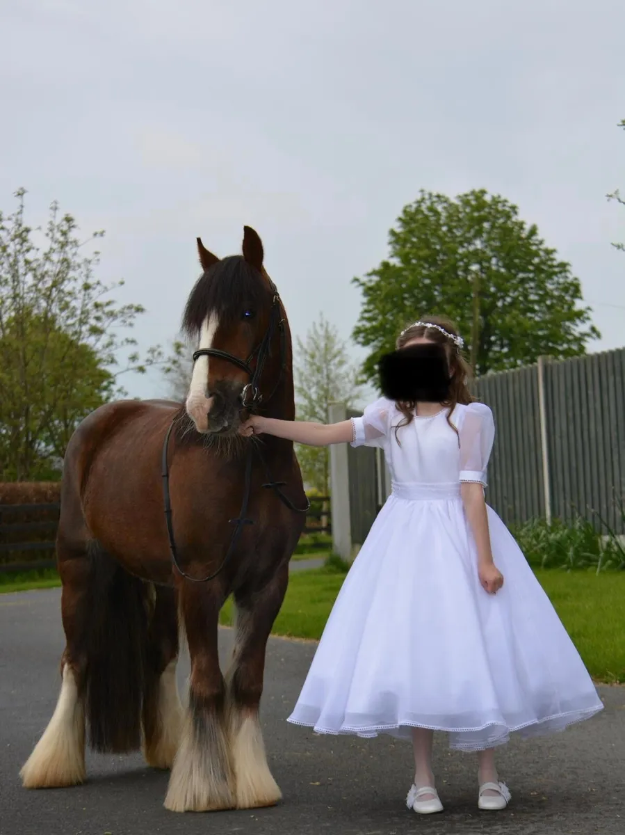 🌟12.1hh| 7 Year Old Gelding | Pony Club Pony - Image 4