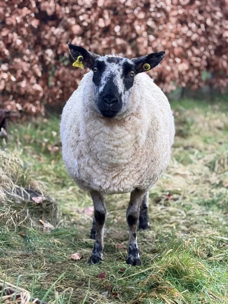 Foster ewe - Image 1