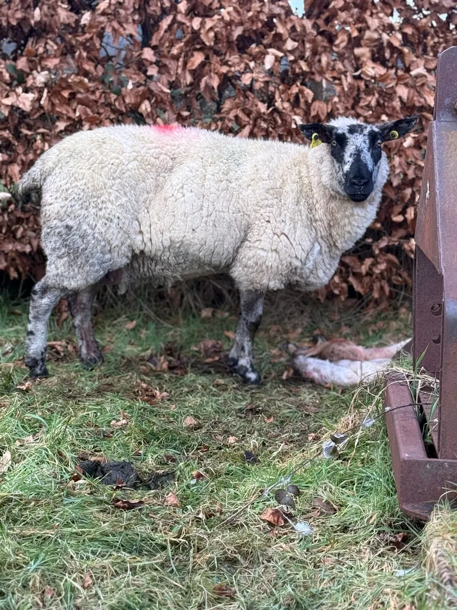 Foster ewe - Image 2