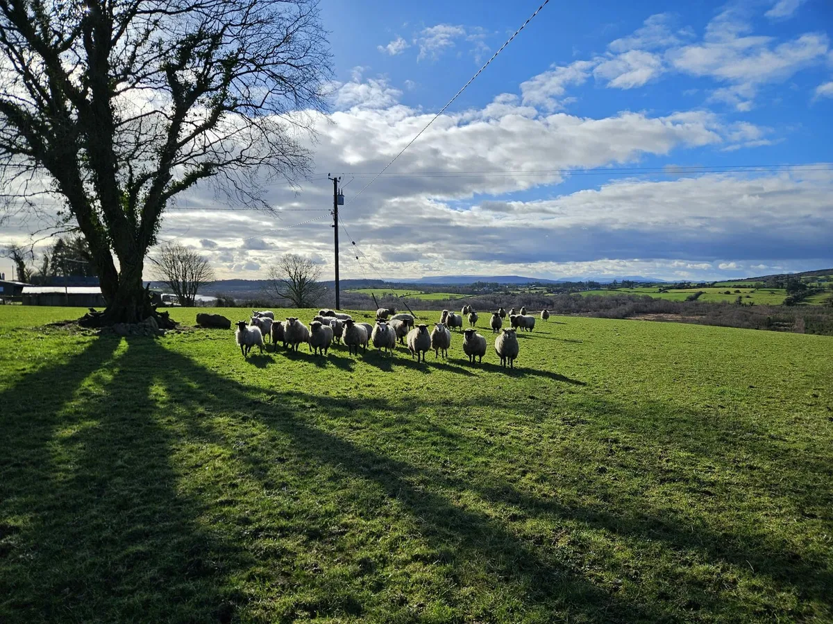 Full symbol Organic Breeding Lambs - Image 2