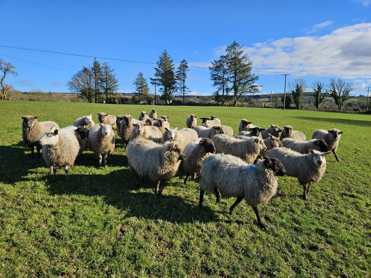 Full symbol Organic Breeding Lambs - Image 3