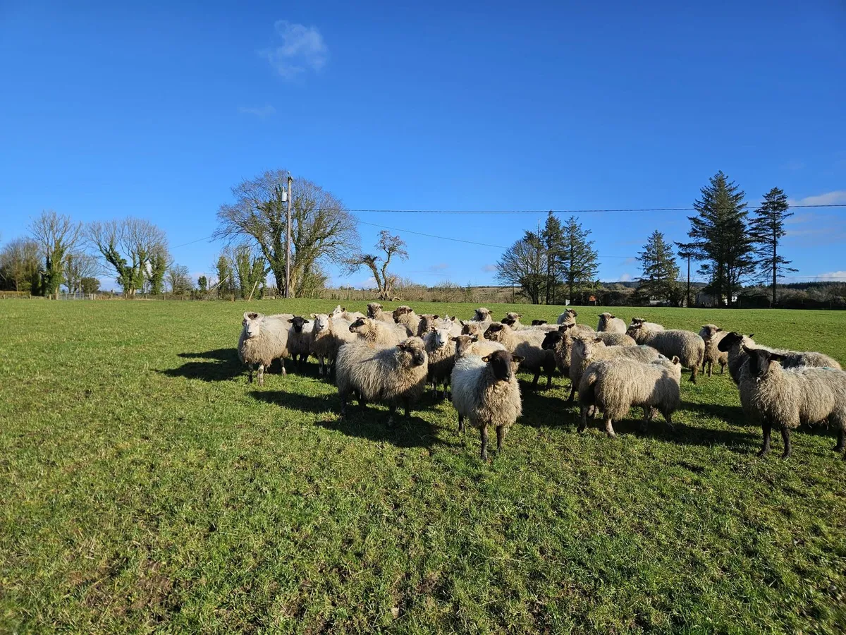 Full symbol Organic Breeding Lambs - Image 4