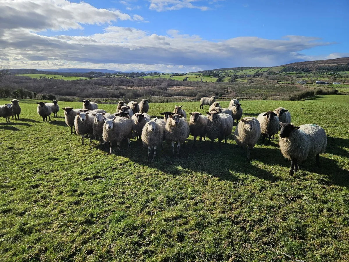 Full symbol Organic Breeding Lambs - Image 1