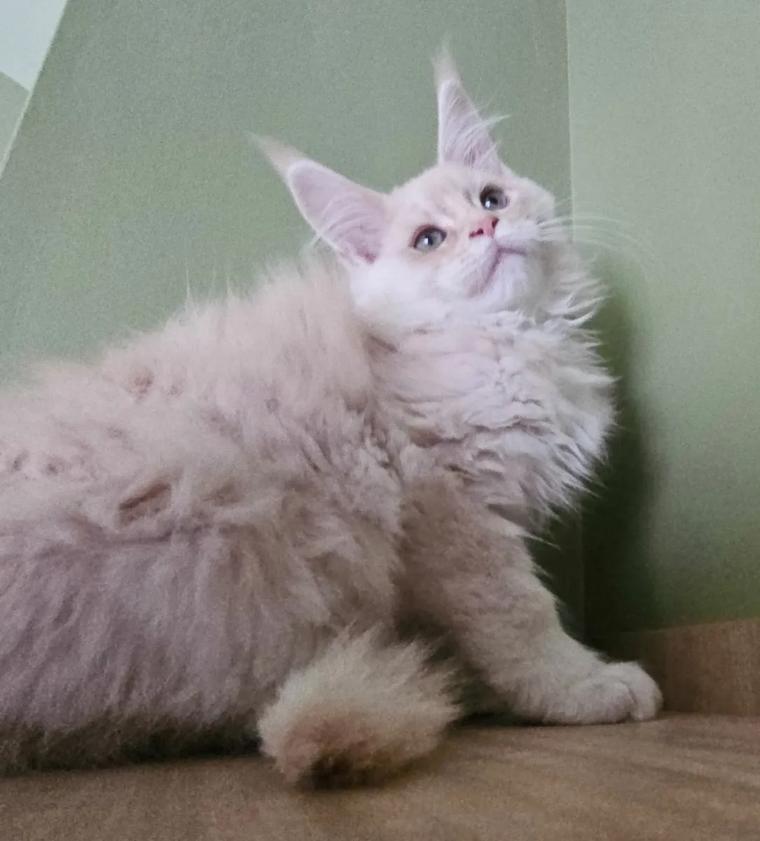 Gccfi registered Maine coon kittens - Image 1