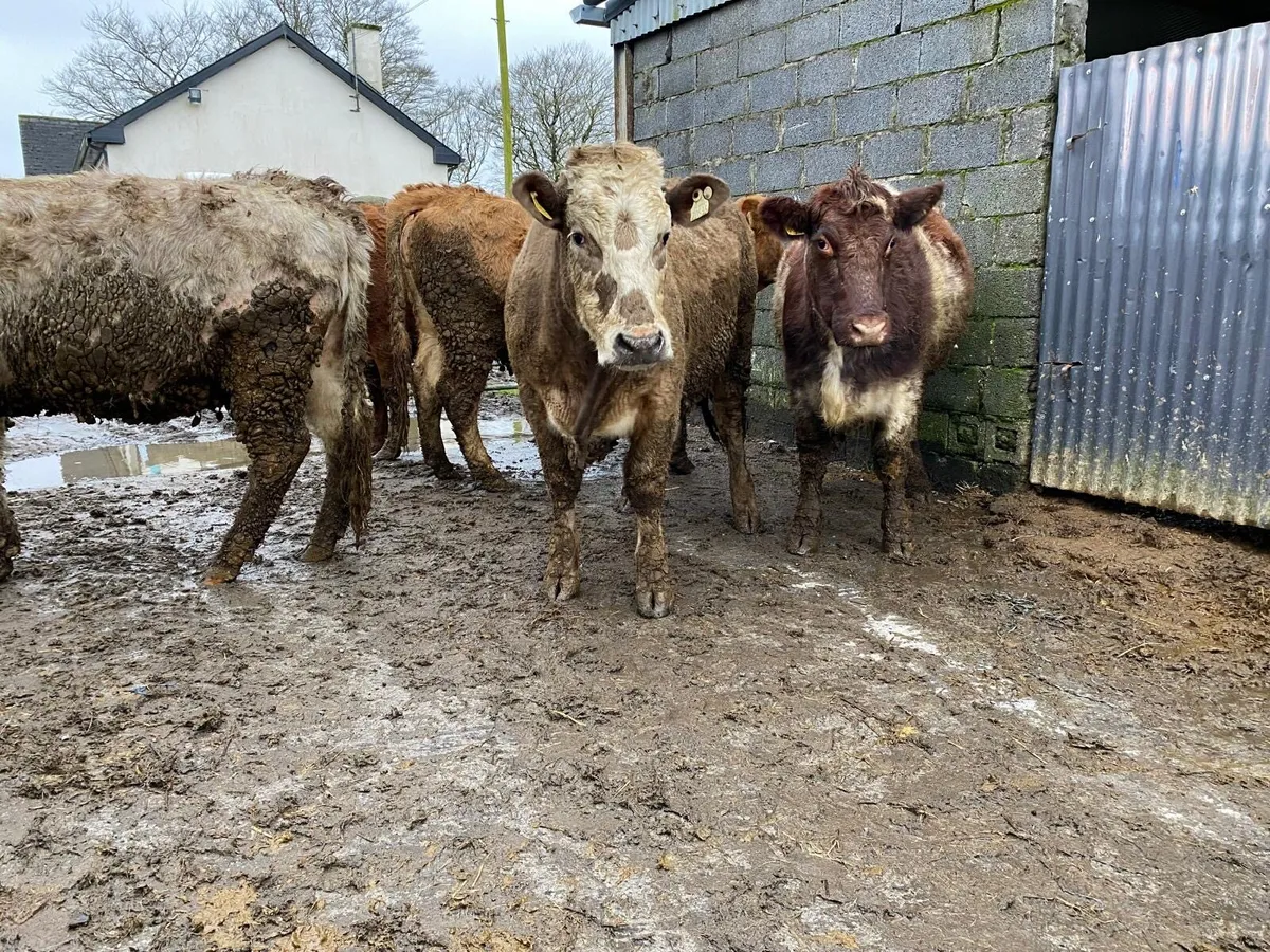 ***8 Springer Heifers 5 Star *** - Image 1