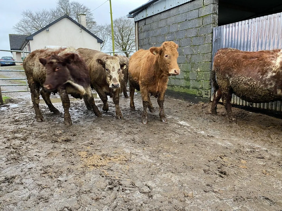 ***8 Springer Heifers 5 Star *** - Image 3