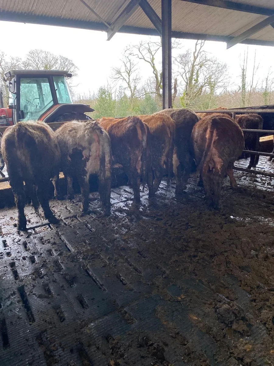 ***8 Springer Heifers 5 Star *** - Image 4