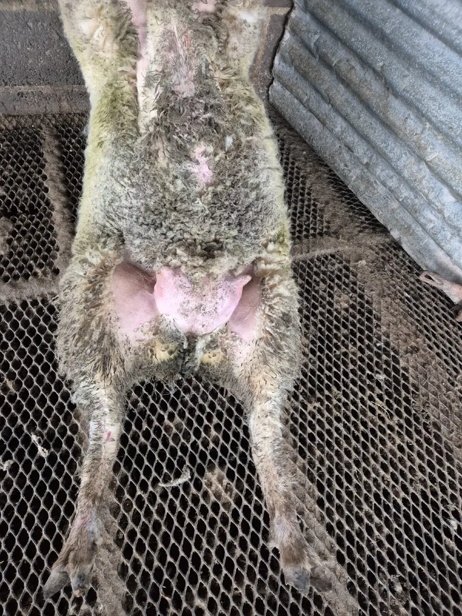 Foster ewe - Image 2