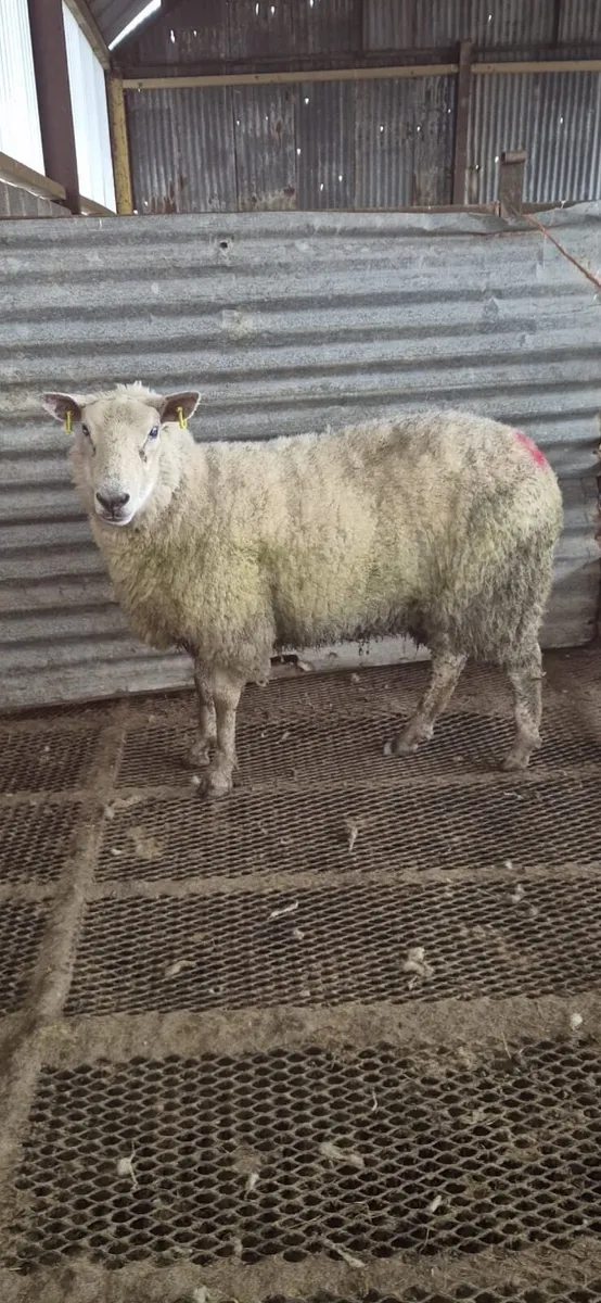 Foster ewe - Image 1