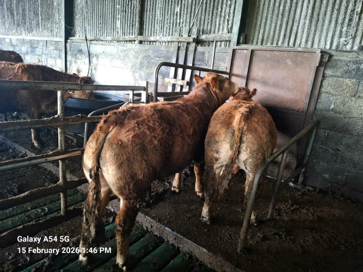 5 bulls carlow mart 16th February tomorrow - Image 2