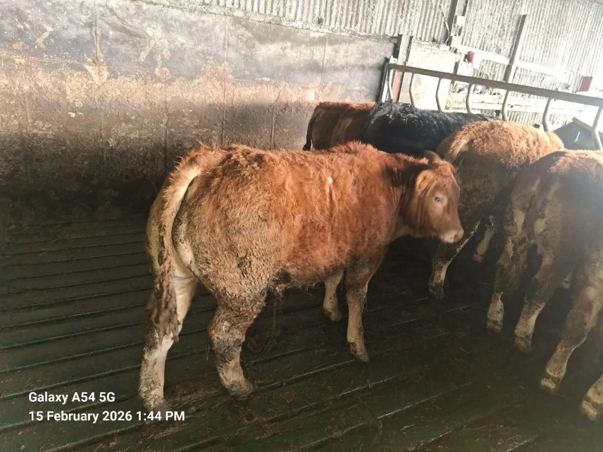 5 bulls carlow mart 16th February tomorrow - Image 3