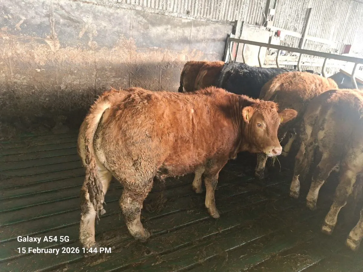 5 bulls carlow mart 16th February tomorrow - Image 4