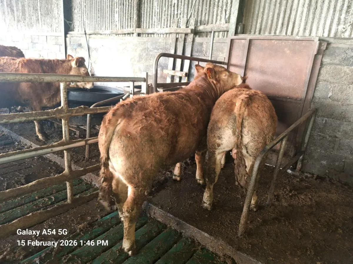 5 bulls carlow mart 16th February tomorrow - Image 1