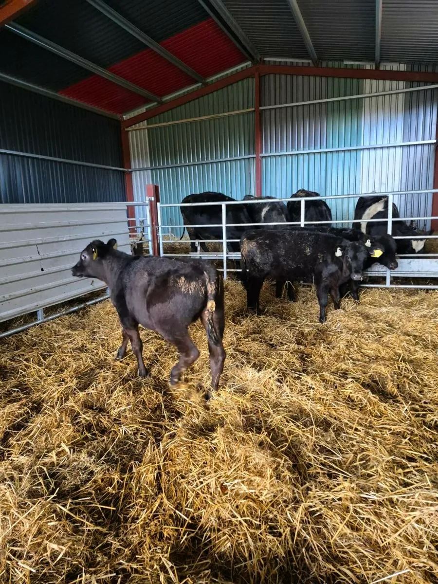 3 angus heifers - Image 2