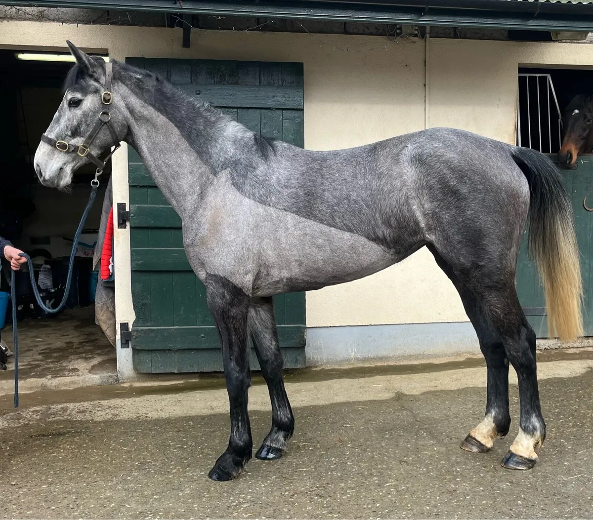 Smart ISH 4yr old mare (more photos added) - Image 4