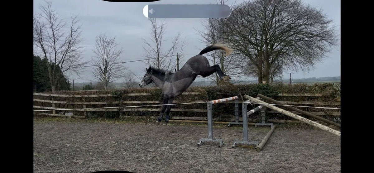 Smart ISH 4yr old mare (more photos added) - Image 2