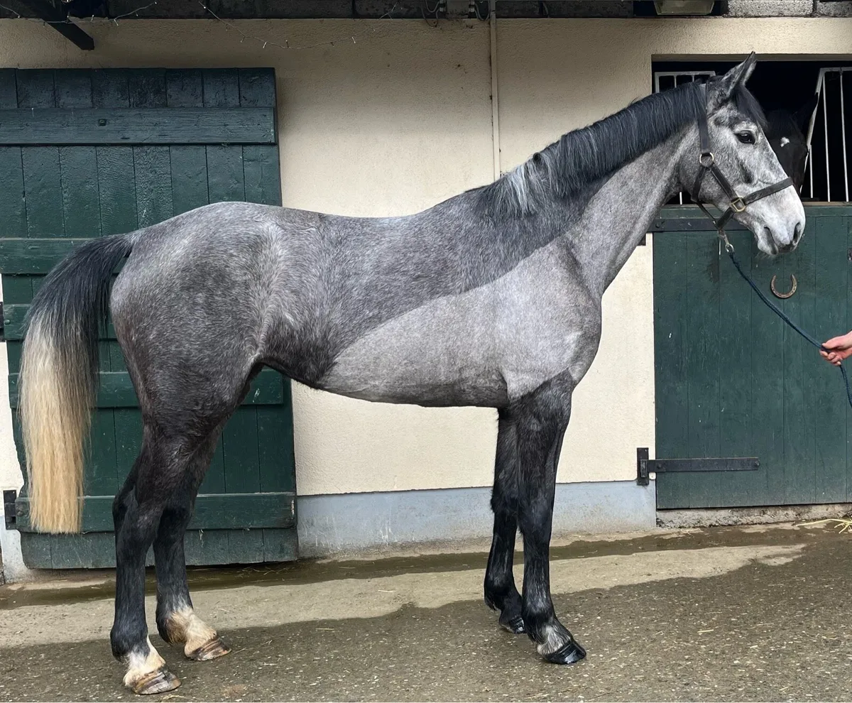 Smart ISH 4yr old mare (more photos added) - Image 3