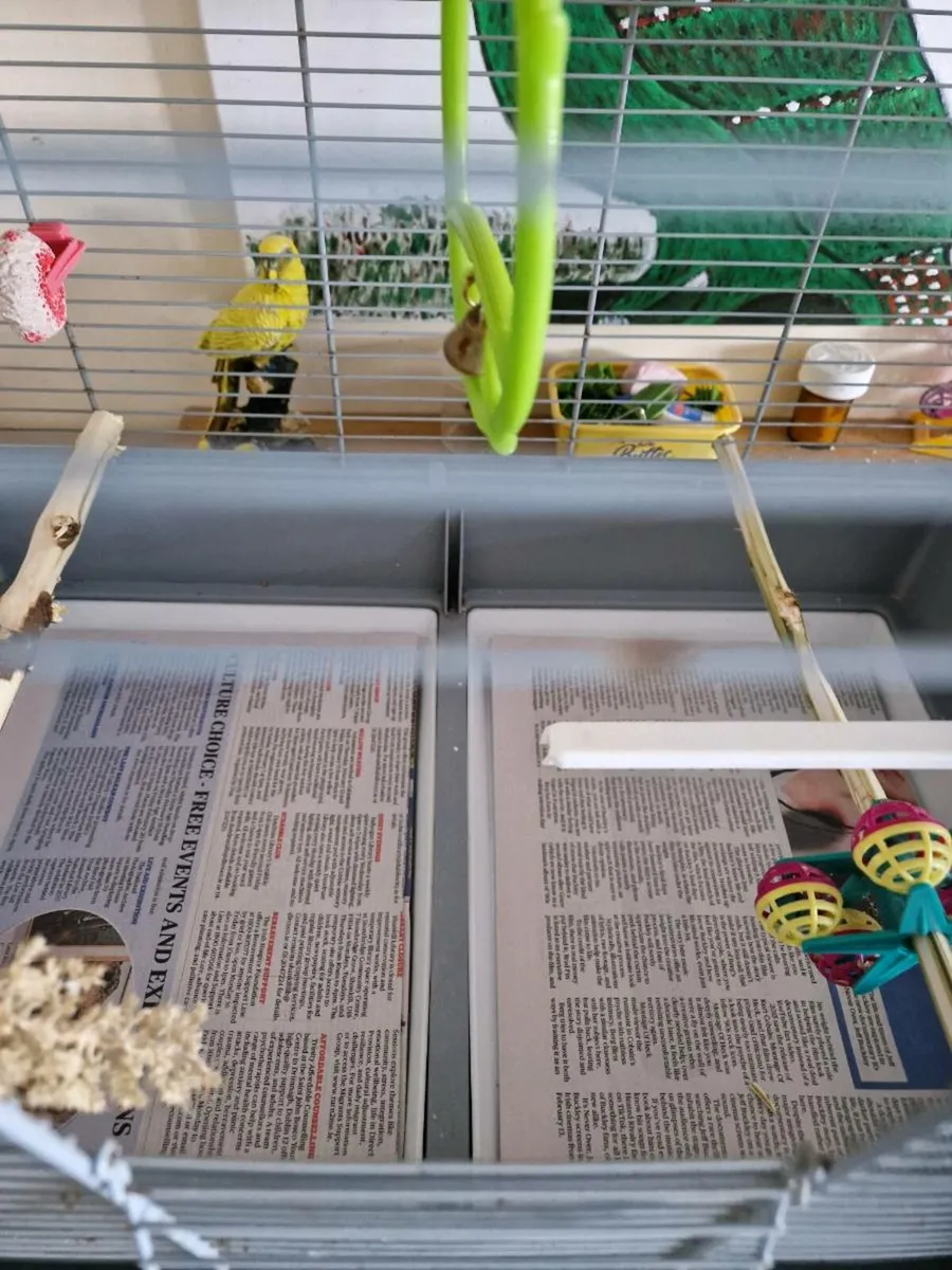 Bird cage . - Image 3