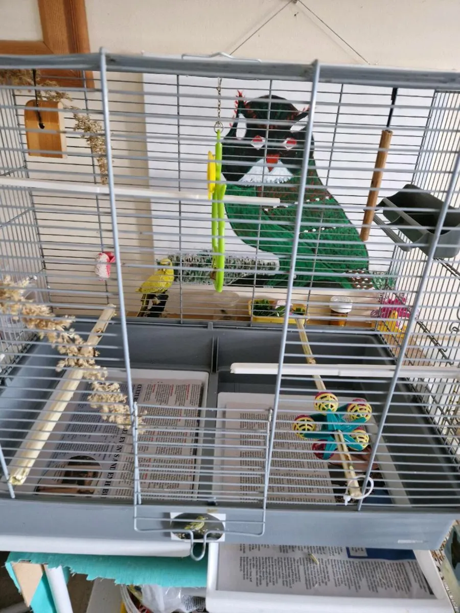 Bird cage . - Image 2