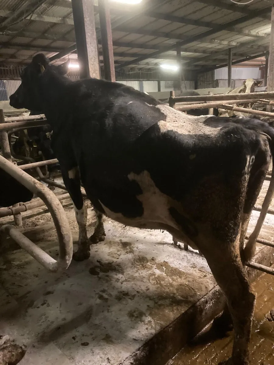 Incalf cows - Image 1