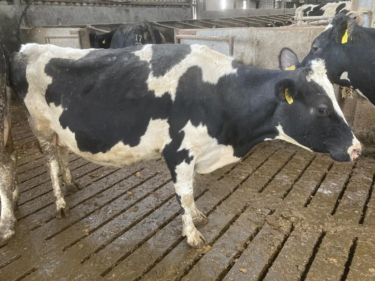 Incalf cows - Image 2