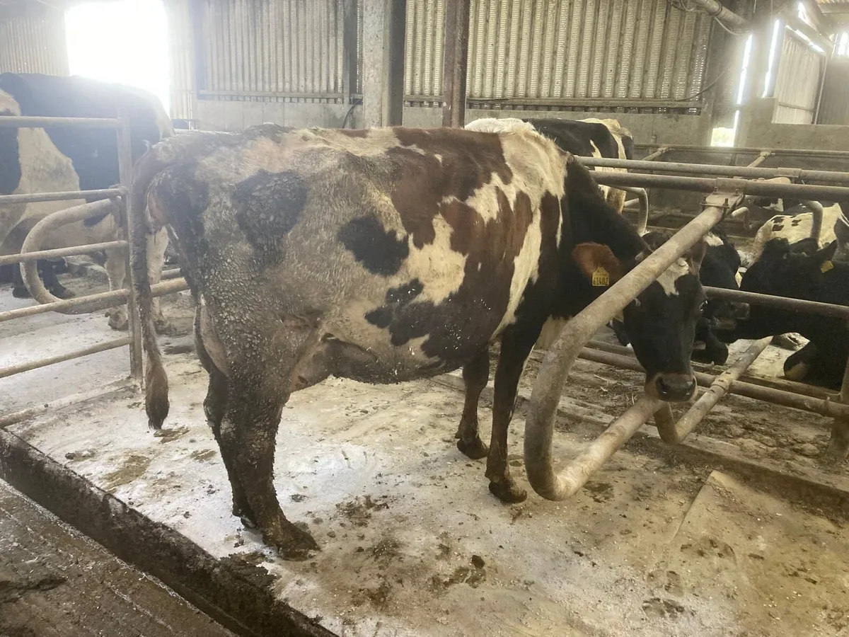 Incalf cows - Image 3