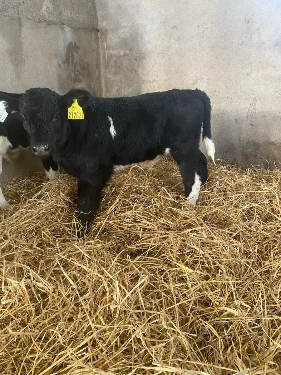 Friesian bull calves - Image 2