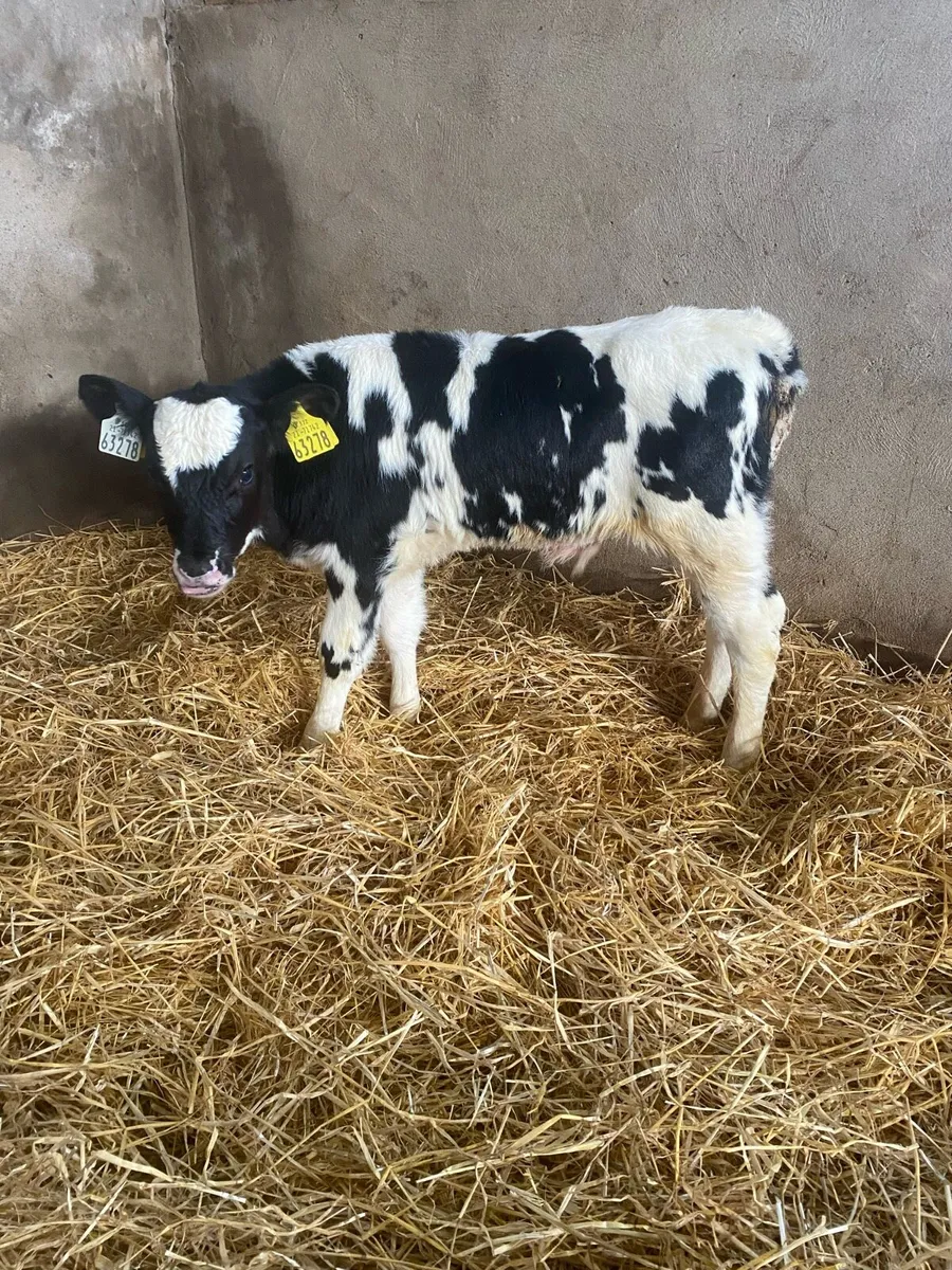 Friesian bull calves - Image 3