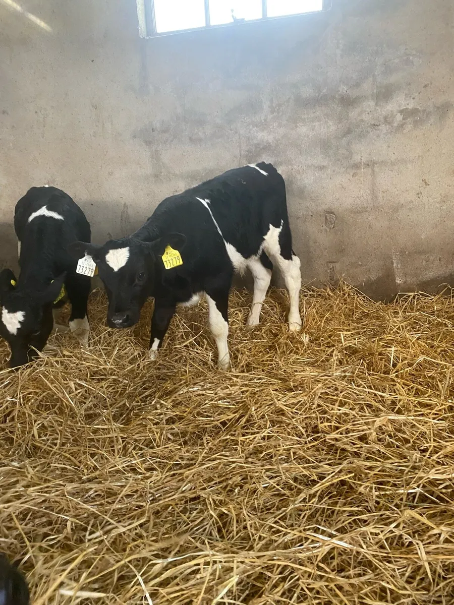 Friesian bull calves - Image 1