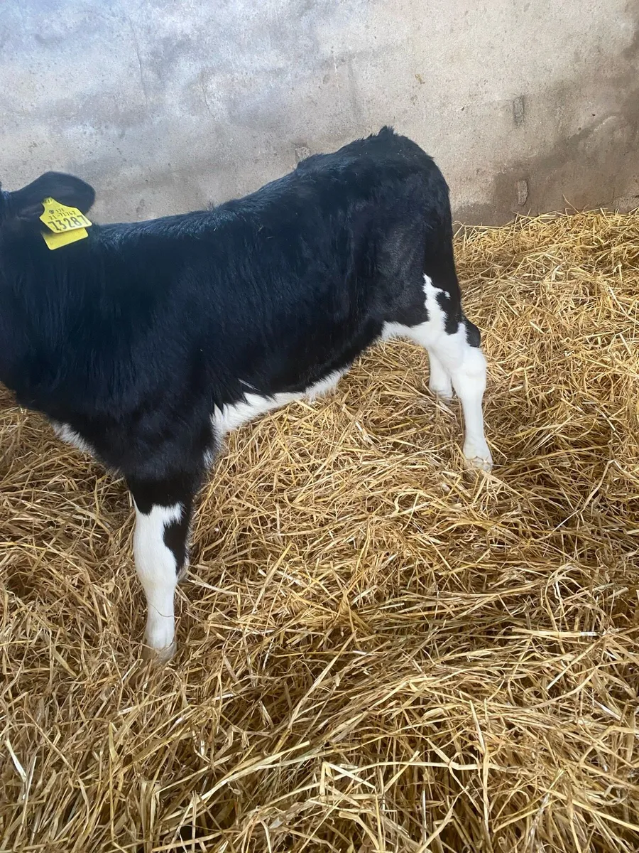 Friesian bull calves - Image 4