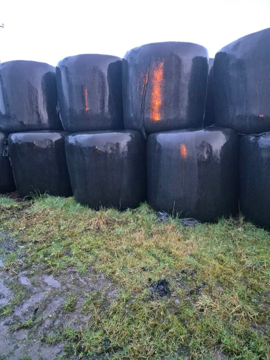 Silage - Image 2