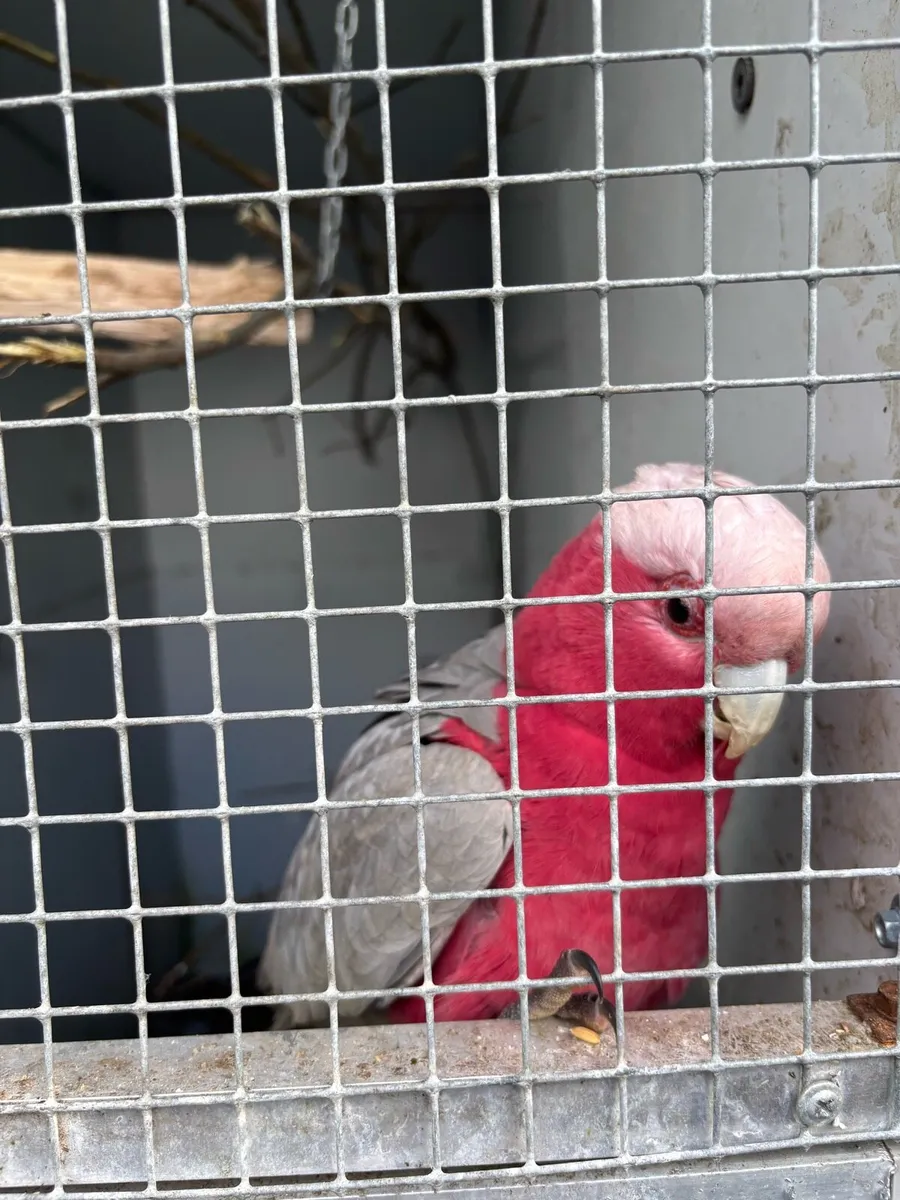 Galah - Image 2