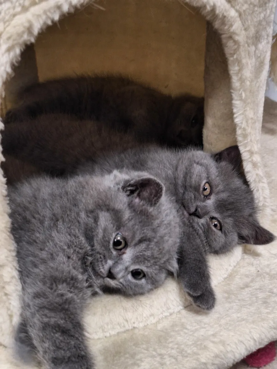 British Shorthair - Image 3