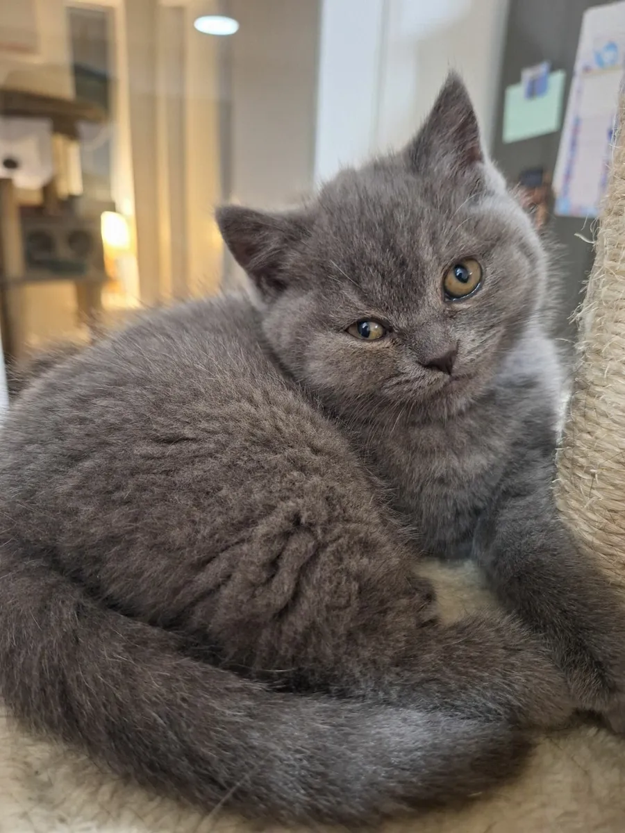 British Shorthair - Image 4