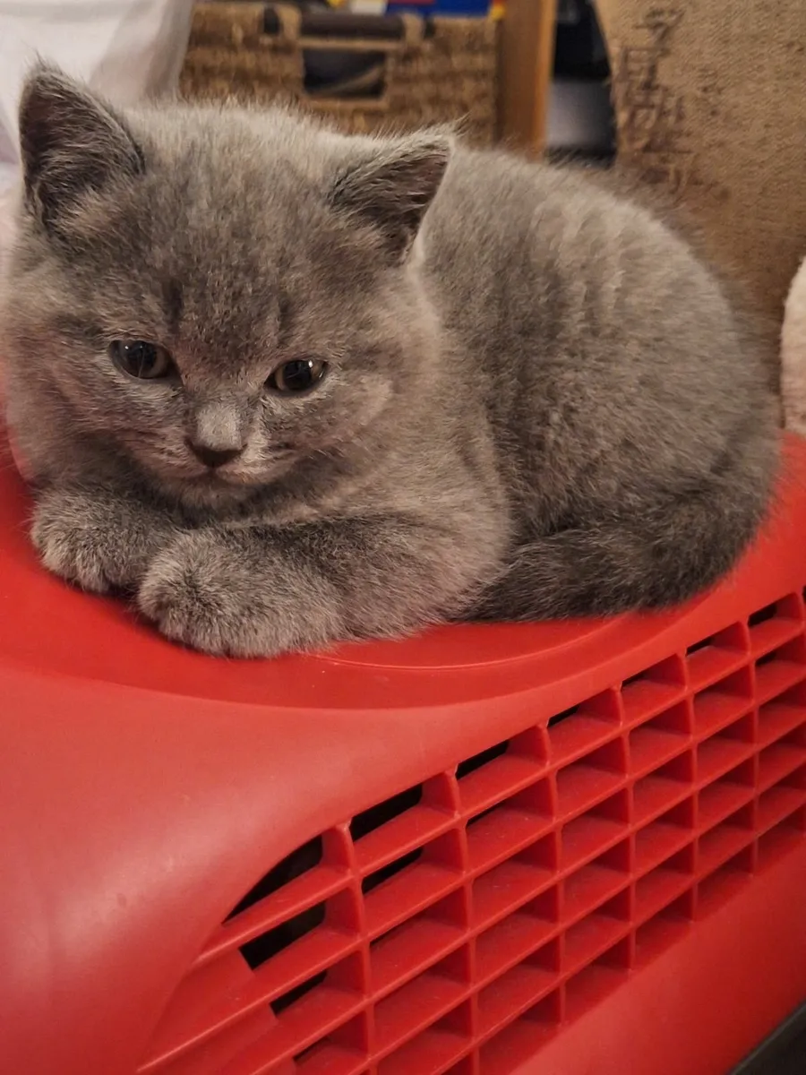 British Shorthair - Image 2