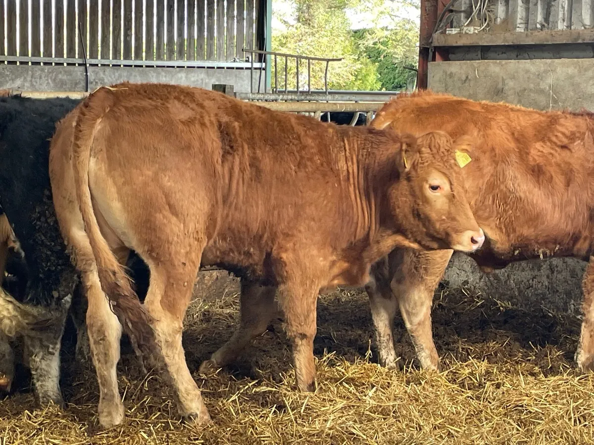 7 super 460kg store bullocks - Image 3