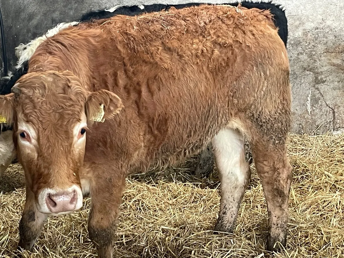 7 super 460kg store bullocks - Image 4