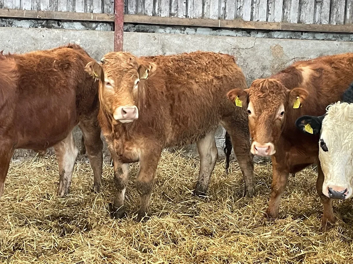 7 super 460kg store bullocks - Image 1