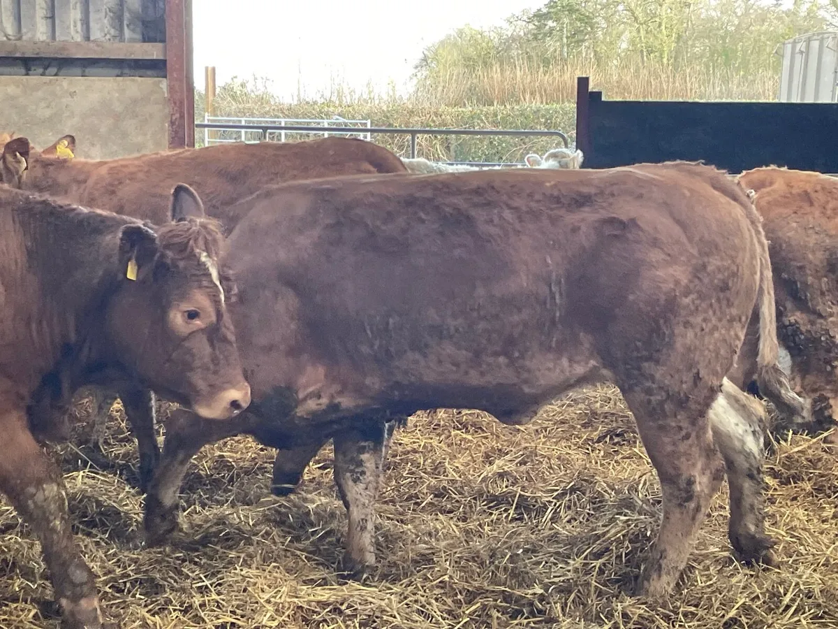 5 u grade 460 kg limiousine heifers - Image 3