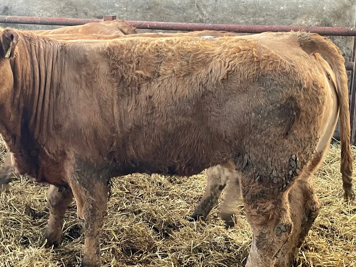 5 u grade 460 kg limiousine heifers - Image 2