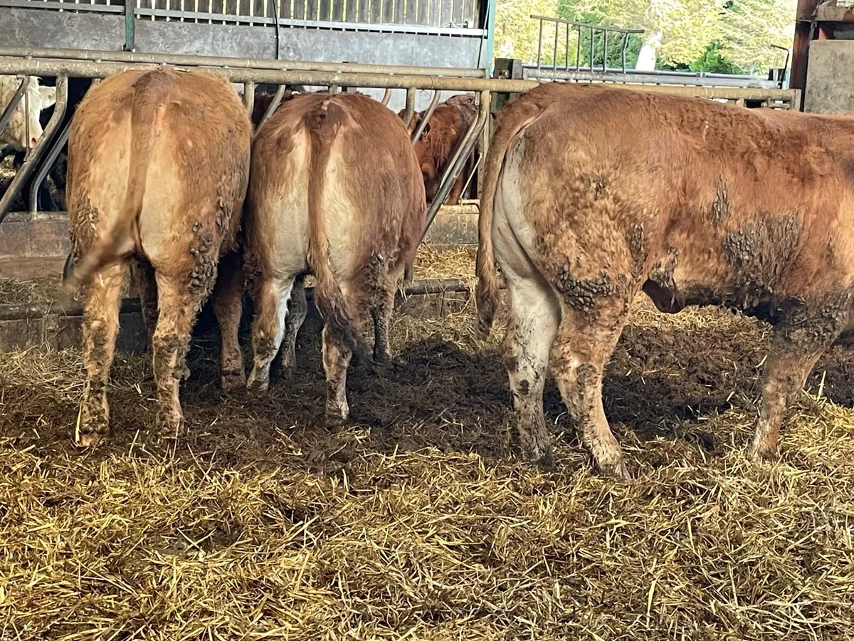 5 u grade 460 kg limiousine heifers - Image 1