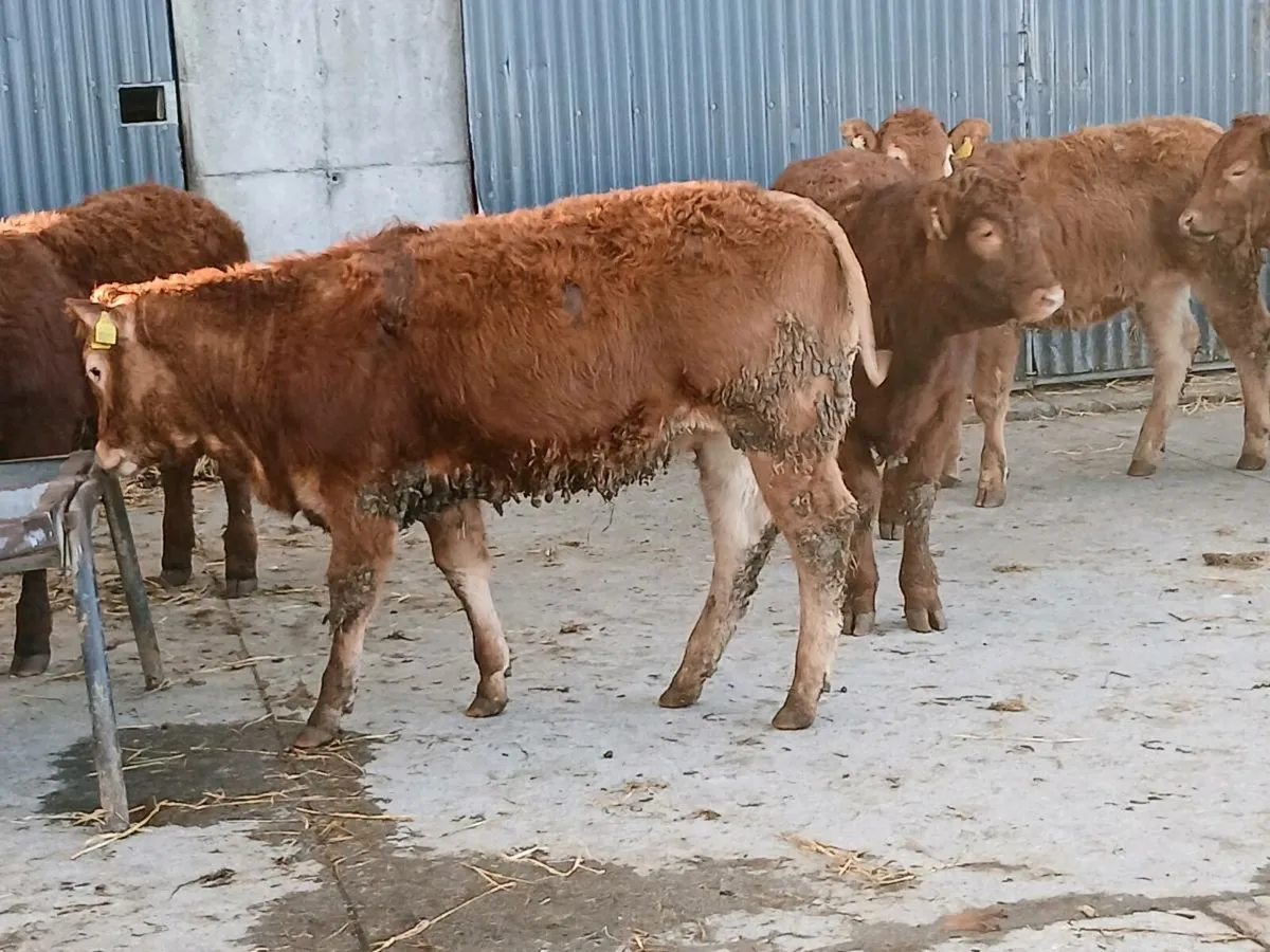 9 smashing U and R Grade Heifer's for sale - Image 4