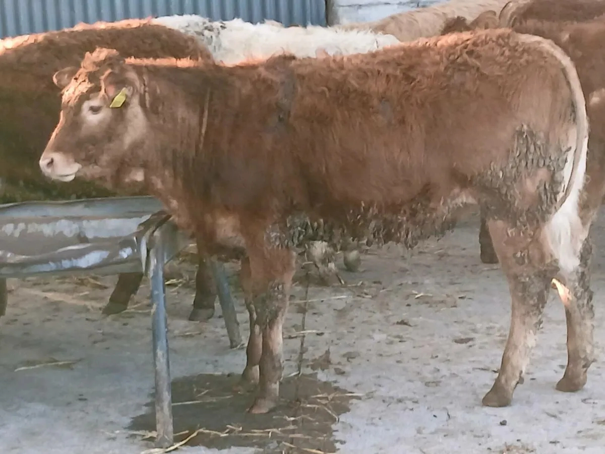 9 smashing U and R Grade Heifer's for sale - Image 2