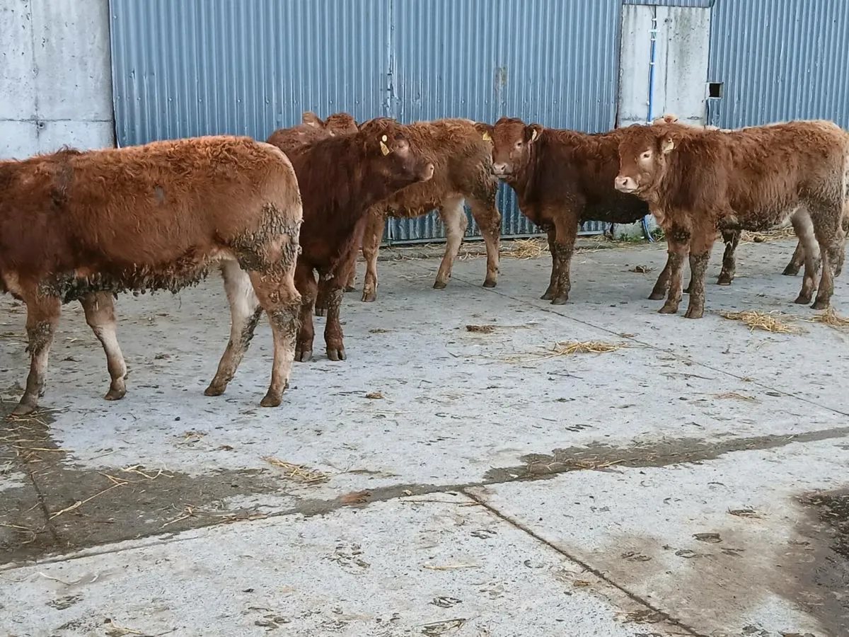 9 smashing U and R Grade Heifer's for sale - Image 3