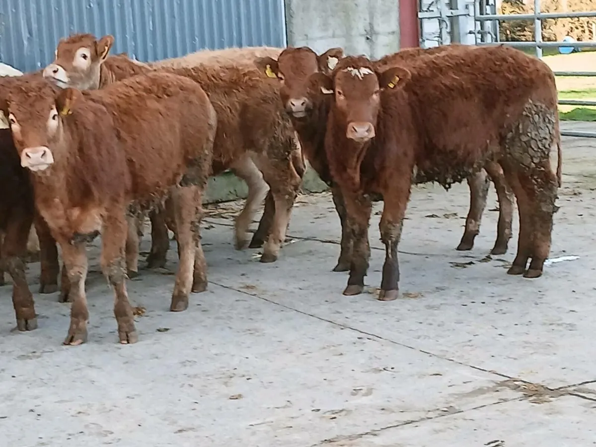 9 smashing U and R Grade Heifer's for sale - Image 1