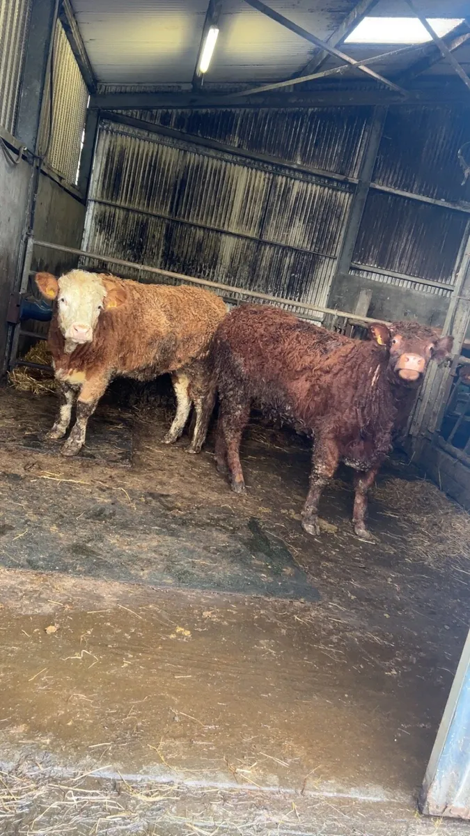 Breeding heifers  5 ⭐️ - Image 1