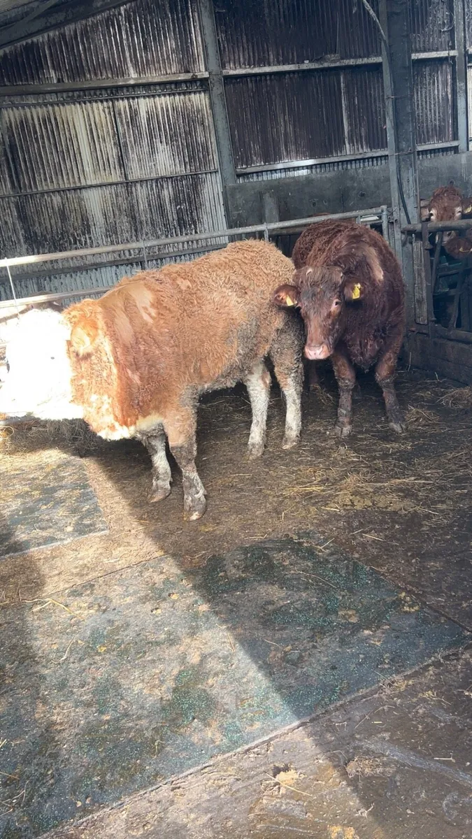 Breeding heifers  5 ⭐️ - Image 4