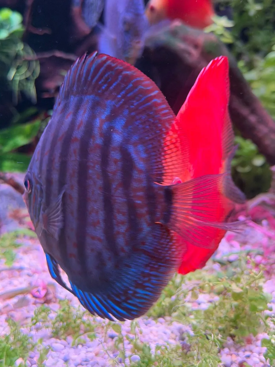 Discus fish - Image 3